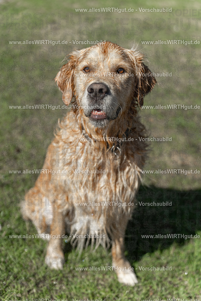 Hundeschwimmen_Volksbad_2026-allesWIRTHgut_Tierfotografie-2609061243-115321-7R500167 | Professionelle Tierfotografie in Mönchengladbach von Daniel Wirth (allesWIRTHgut). Liebevolle & natürliche Bilder von Hunden & Katzen für unvergessliche Erinnerungen.