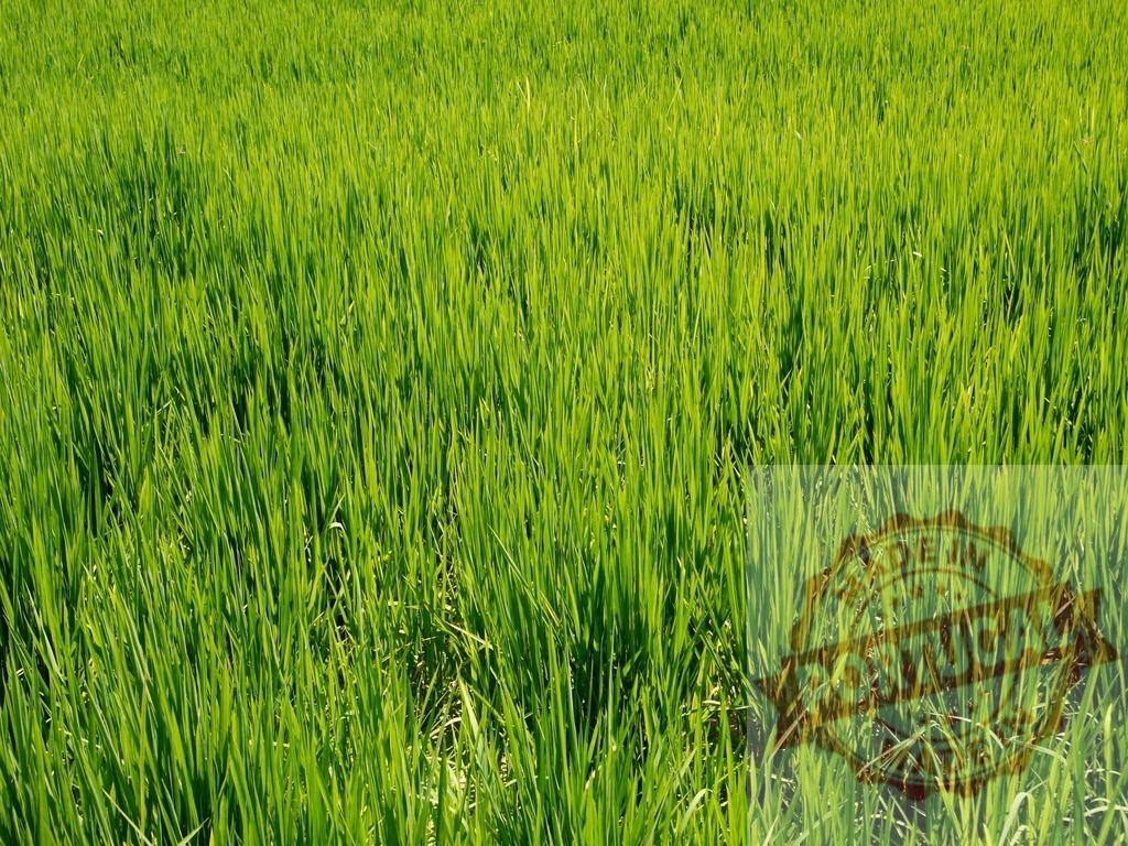 Lush Green Rice Field Growing in Summer Sunlight | Vibrant green rice plants thrive in a sunlit field, creating a tranquil agricultural scene - Realisiert mit Pictrs.com