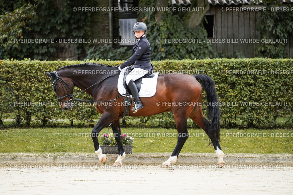 DSC04285 | Pferdegrafie