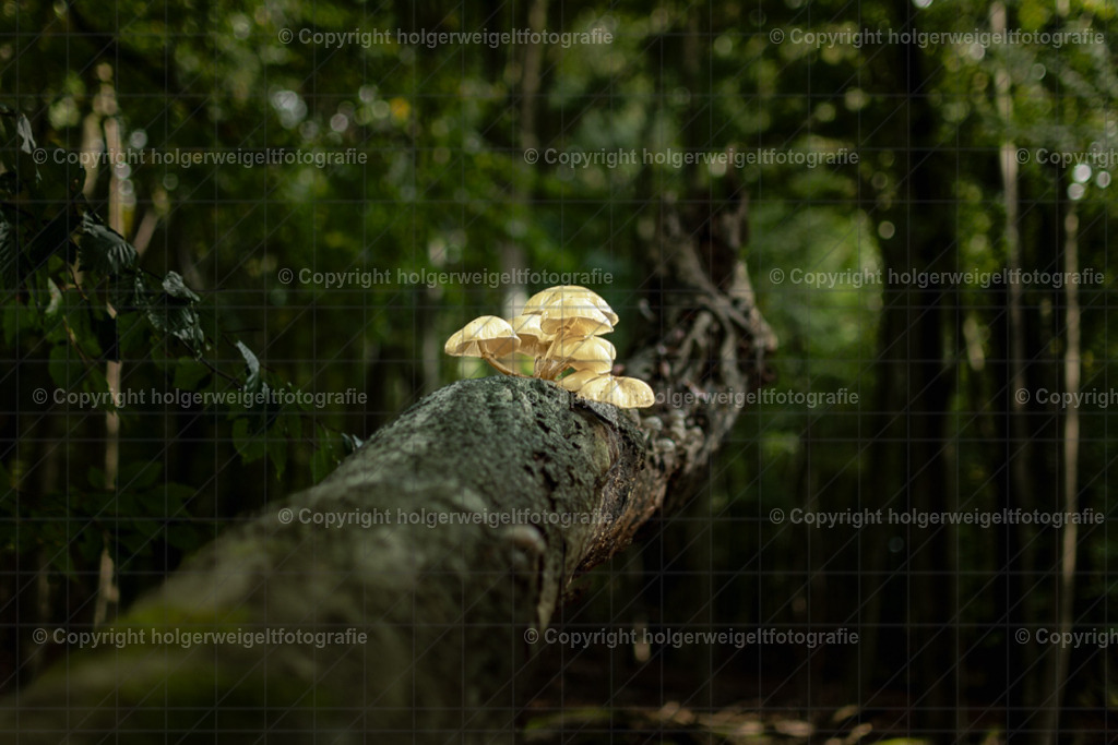 In luftiger Höhe | Kaufen sie online außergewöhnliche Fotografien auf Leinwand Acrylglas Fotoprint Aludibond von holgerweigeltfotografie - Realisiert mit Pictrs.com