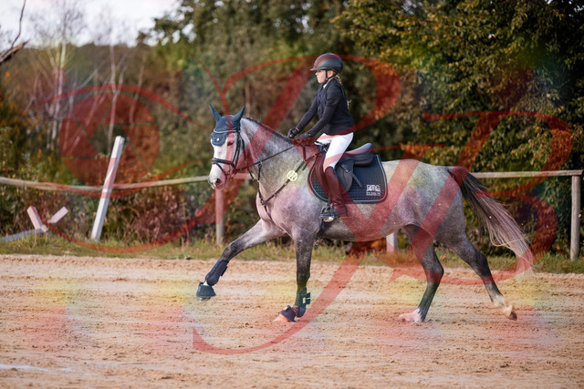 2026_10_03_Siefer-Hof_145126_Z81_30185095 | Professionelle Reitsport-, Turnier- und Eventfotografie von Robert Broda. Galerien mit ausgewählten und bearbeiteten Bildern direkt online ansehen und bestellen.