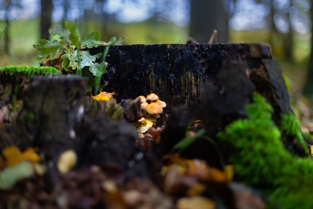 Boten des Herbstes | Aus den Wäldern rund um Wismar in Mecklenburg-Vorpommern. - Realisiert mit Pictrs.com