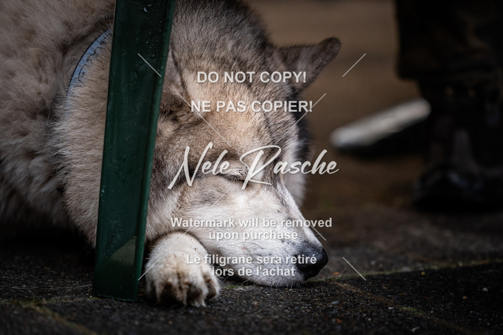 nelerasche_SaAbends_496 | nelerasche