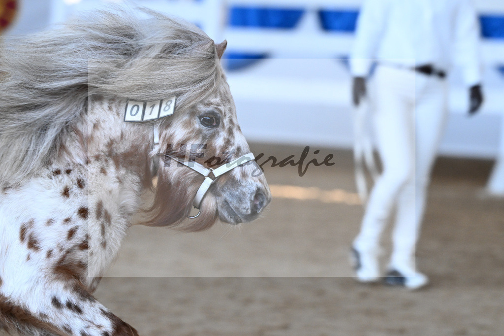 Kat-Nr. 18 Belis Nevada v. Napoleon_Hock_9260456 | hf-fotografie - Realisiert mit Pictrs.com