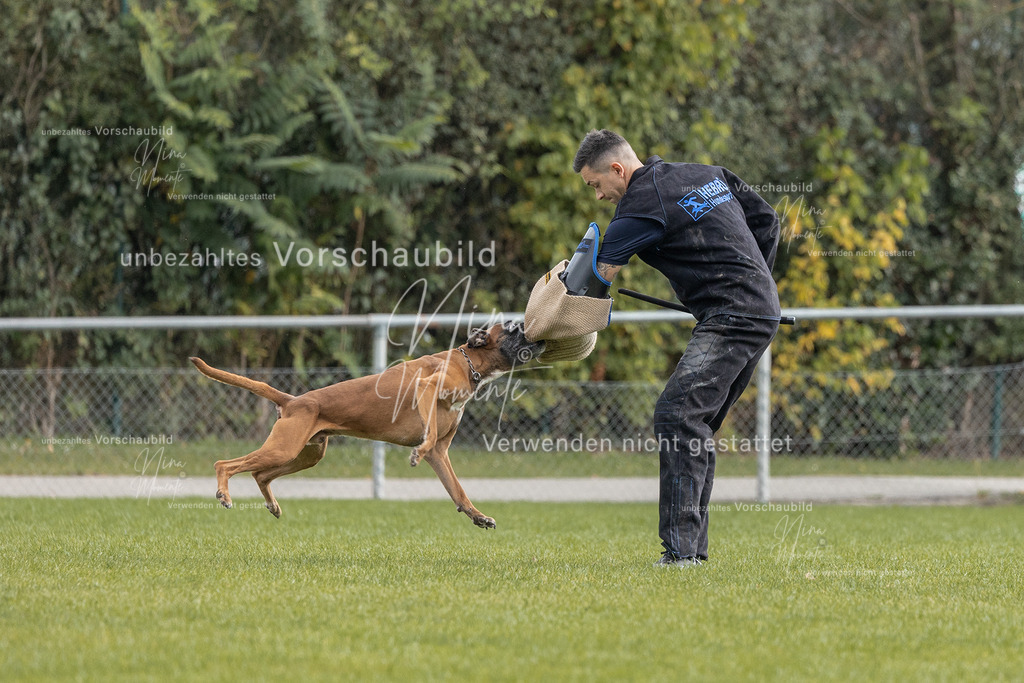 _16A7046 | Einzigartige Fotos von Hunden & Menschen –Actionfotos, Portraits, Vereinsaufnahmen & Paarshootings – authentisch, lebendig & mit Herz.