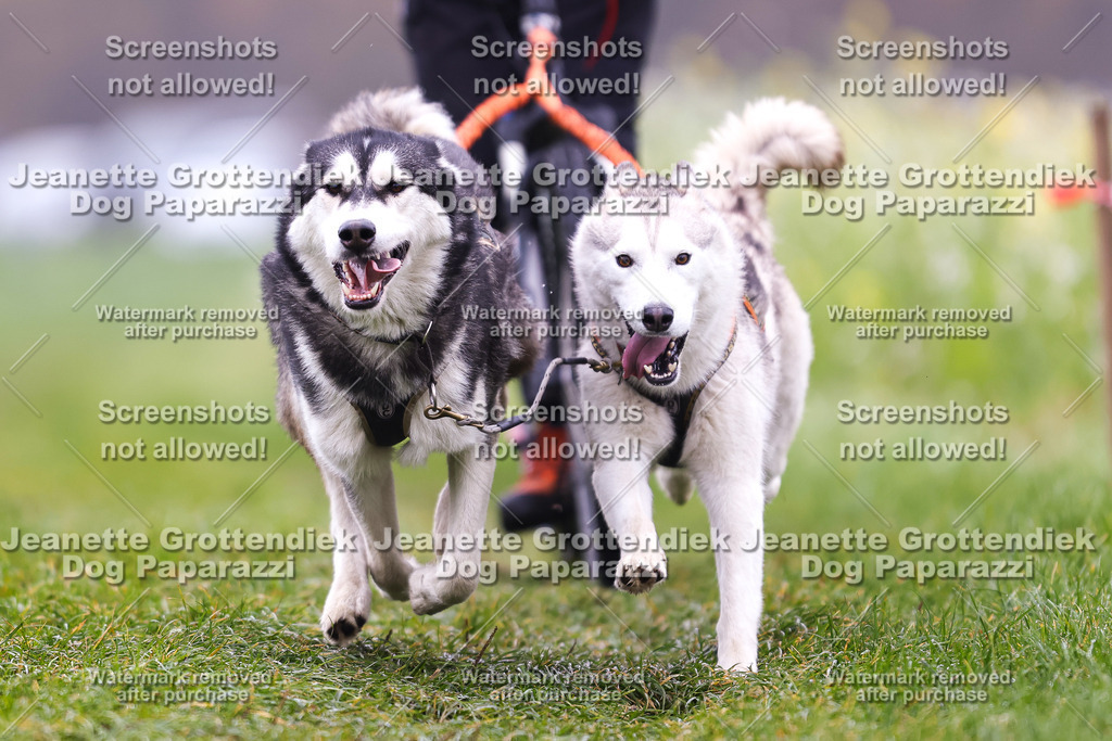 Dog Paparazzi - Visbeck 25 -127 | Dog Paparazzi Jeanette Grottendiek Fotografie & Videografie - Realisiert mit Pictrs.com