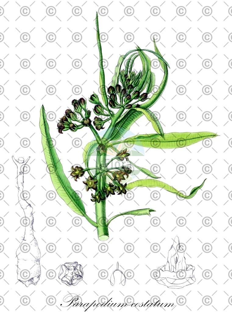 HistAbb_wfo-0001129905_1_ENZY_Simple | Historische Abbildung von Parapodium costatum - Apocynaceae | Historical Illustration of Parapodium costatum - Apocynaceae