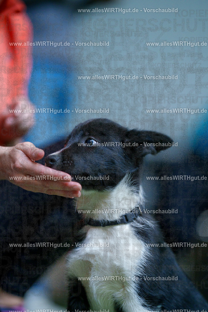 @allesWIRTHgut_Tierfotografie - www.allesWIRTHgut.de - 2604251311-7R503645 | Professionelle Tierfotografie in Mönchengladbach von Daniel Wirth (allesWIRTHgut). Liebevolle & natürliche Bilder von Hunden & Katzen für unvergessliche Erinnerungen.