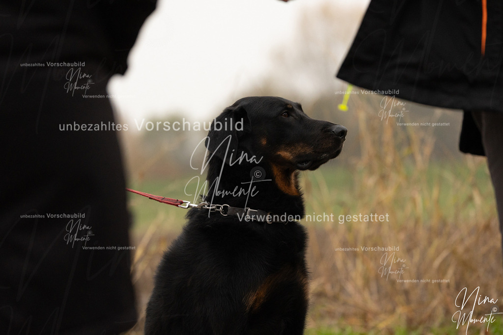 _16A0490 | Einzigartige Fotos von Hunden & Menschen –Actionfotos, Portraits, Vereinsaufnahmen & Paarshootings – authentisch, lebendig & mit Herz.