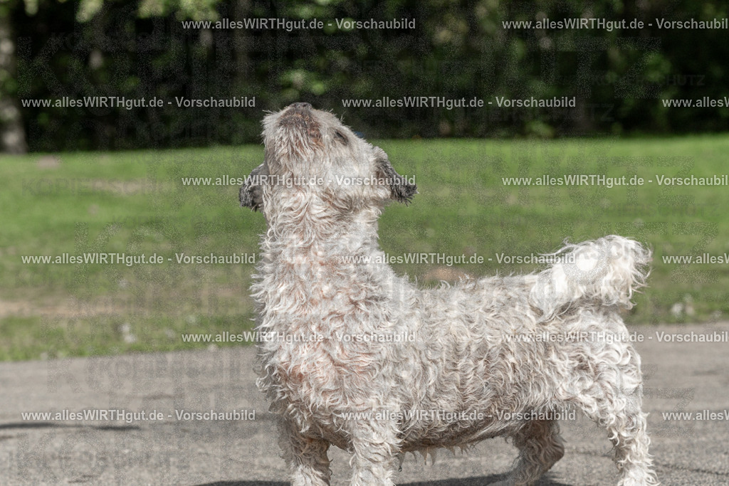 Hundeschwimmen_Volksbad_2026-allesWIRTHgut_Tierfotografie-2609061519-FAY07176 | Professionelle Tierfotografie in Mönchengladbach von Daniel Wirth (allesWIRTHgut). Liebevolle & natürliche Bilder von Hunden & Katzen für unvergessliche Erinnerungen.