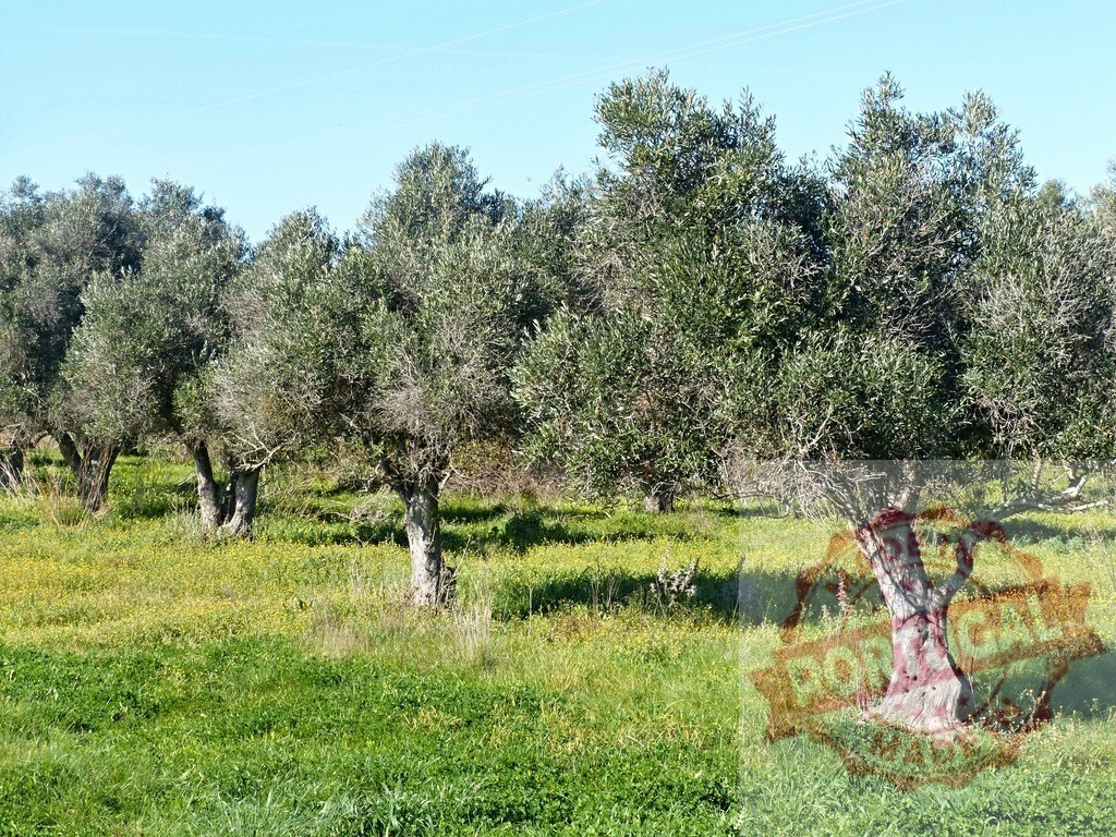 Olive trees growing in a green field under blue sky | Olive trees thrive in a sunny, rural Mediterranean grove - Realized with Pictrs.com