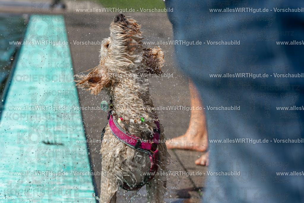Hundeschwimmen_Volksbad_2026-allesWIRTHgut_Tierfotografie-2609061234-FAY06505 | Professionelle Tierfotografie in Mönchengladbach von Daniel Wirth (allesWIRTHgut). Liebevolle & natürliche Bilder von Hunden & Katzen für unvergessliche Erinnerungen.