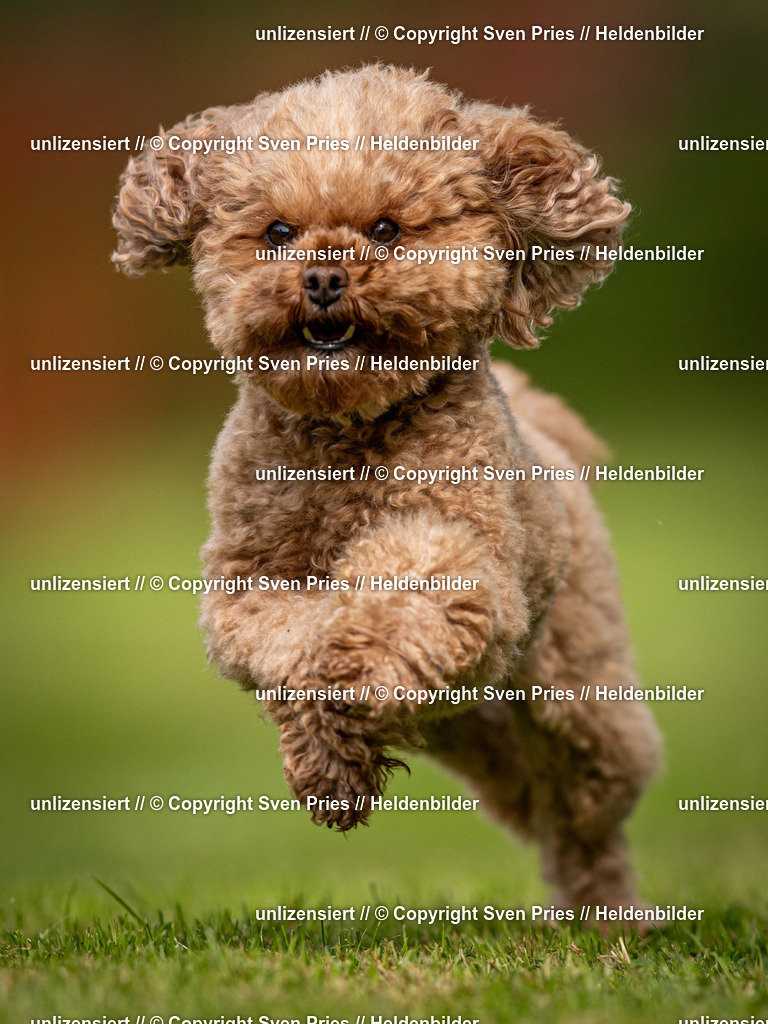 Sven Pries | 2024-09-22 - Hunderennen Baden-BadenPudelverein - Realisiert mit Pictrs.com