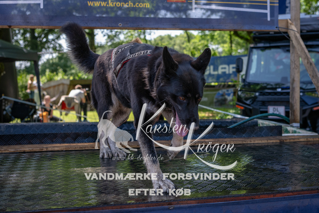 1348_ZZ92257 | kk-dogfotos