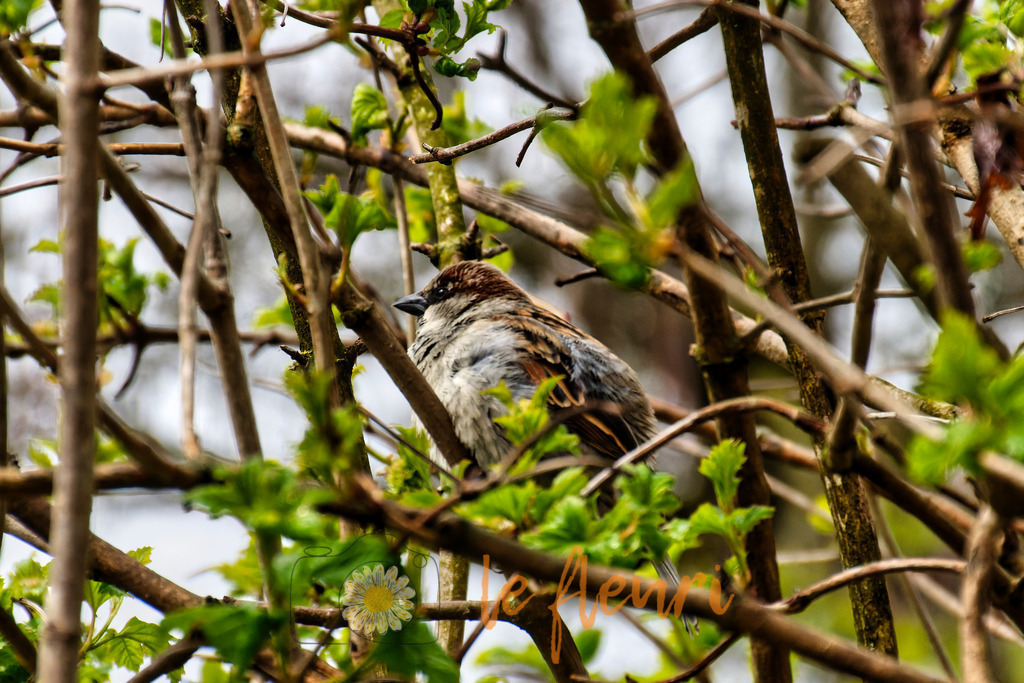 Nochmal der Haussperling | Dies ist der Shop von Florian Blum - le fleuri. Langenthal, Bern, Schweiz. Sie können hier meine oder ihre eigenen Fotos als Fotoprodukte kaufen. Tassen, Schlüsselanhänger, Taschen etc. können Sie hier gestalten.  - Realisiert mit Pictrs.com