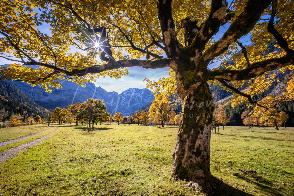 Großer Ahornboden | Herbst am Großen Ahornboden