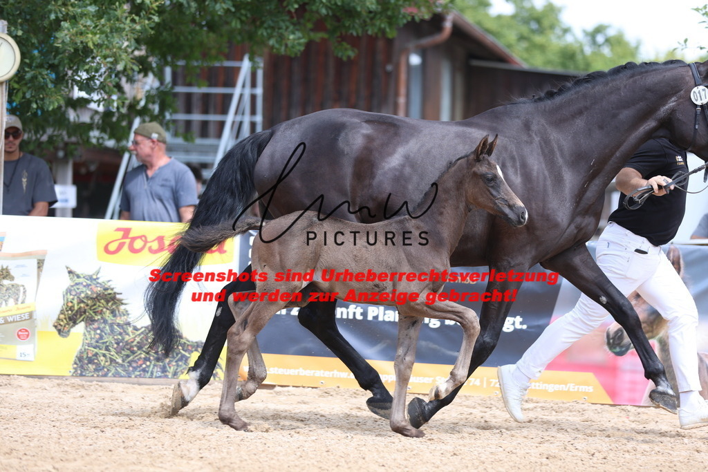 Fohlenschau_Schwäbisch_Hall_dressurbetonte_Fohlen_KN 17_6 | lmwpictures - Realisiert mit Pictrs.com
