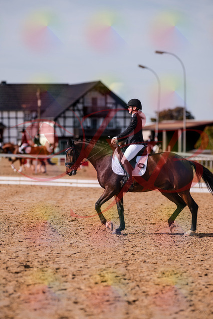 2026_10_03_Siefer-Hof_125827_Z81_48476988 | Professionelle Reitsport-, Turnier- und Eventfotografie von Robert Broda. Galerien mit ausgewählten und bearbeiteten Bildern direkt online ansehen und bestellen.