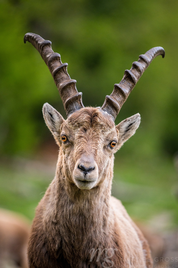 portrait of a young male ibex in Engadine | Die ideale Geschenkidee für Naturliebhaber. Naturbilder von Marcel Gross Photography für ihr Zuhause in den verschiedensten Formaten und Materialien. - Realisiert mit Pictrs.com