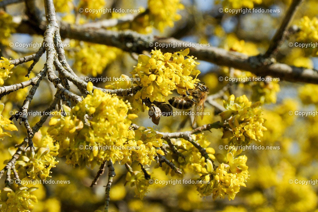 Fruehling_ Blumen_ Fruelingsboten_ 09.03.2025-3 | 09.03.2025, Linz, AUT, Fruehling, Blumen, Fruehlingsboten, im Bild Frühling, Blumen, Frühlingsboten, Fruehling, Fruelingsboten, Kornelkirsche, Baum, Strauch, Zierbluete, Sonne, gelb, Biene, Insekt, Honig, sammeln, Vorfrühling