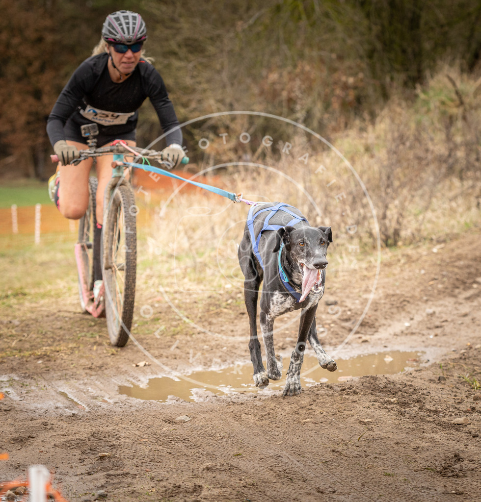 DV3A1736 | Hundefotografie, Tierfotograf, Pfotenfotografie, Fotoshooting Hund, Hunde Portrait, Hundesport, Hundeportraits, Heideshooting, Hunde, Sportfotograf, Hundefotograf, Turnierhundsport, THS,  - Realisiert mit Pictrs.com