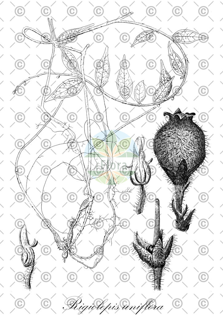 HistAbb_wfo-0000402710_1_ENZY_Simple | Historische Abbildung von Rigiolepis uniflora - Ericaceae | Historical Illustration of Rigiolepis uniflora - Ericaceae