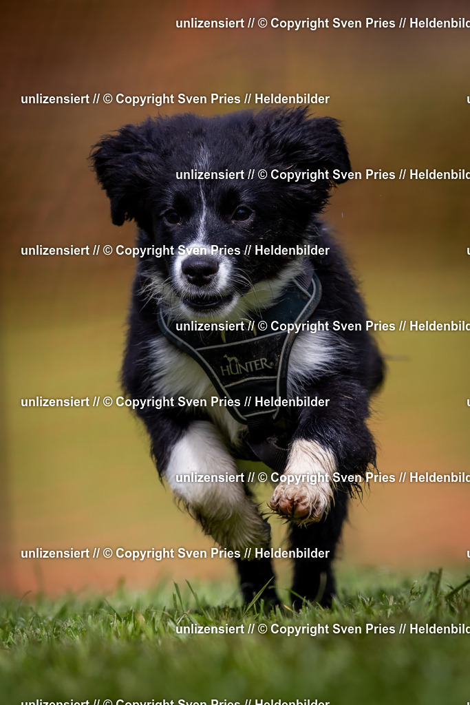 Sven Pries | 2024-04-21 - Hunderennen Baden-Oos
Foto: Sven Pries - Realisiert mit Pictrs.com