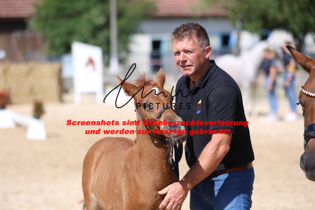 Fohlenschau_Schwäbisch_Hall_IMPRESSIONEN_16 | lmwpictures - Realisiert mit Pictrs.com