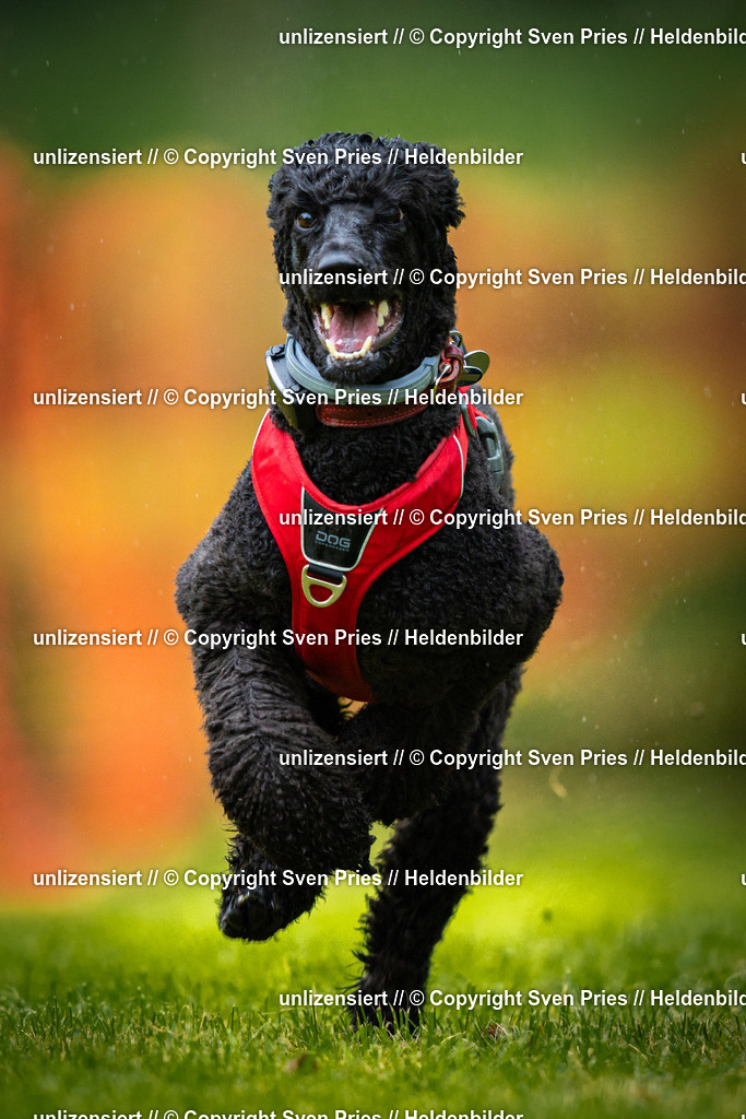 Sven Pries | 2025-09-21 - Hunderennen Baden-Oos - Realisiert mit Pictrs.com