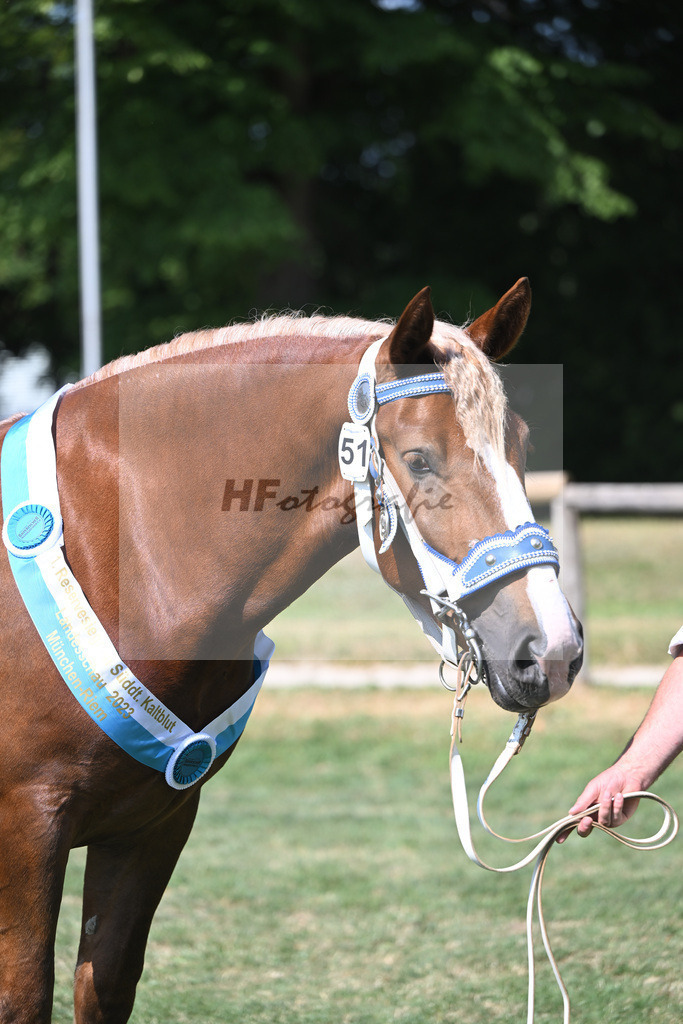 Kat-Nr. 51 Finesse G_Grandauer_20231343 | hf-fotografie - Realisiert mit Pictrs.com