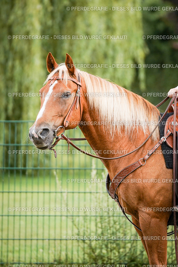 DSC08972 | Pferdegrafie