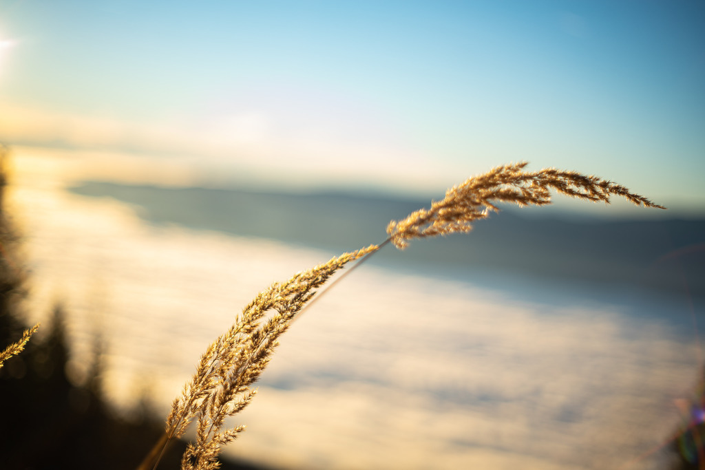 Grashalm vor Nebelmeer | Fotografie, Kärnten, Kunst, Wolfsberg, Lavanttal, mawe_gallery, Lodiaut_Photography, Wandbild, Poster, Posterdruck, Leinwand, Leinwanddruck - Realisiert mit Pictrs.com
