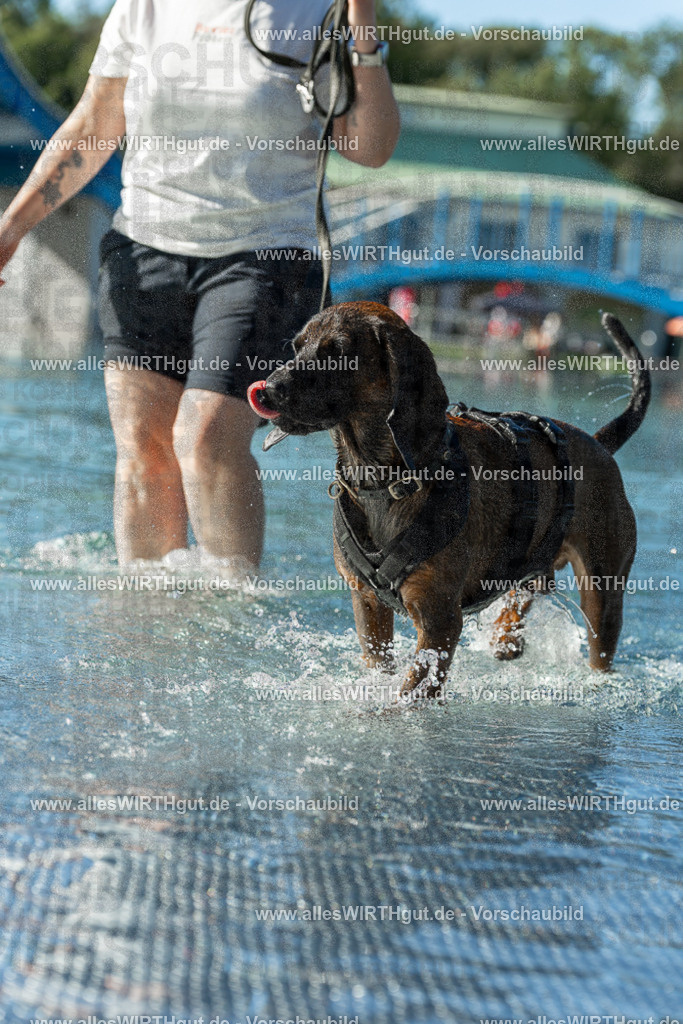 Hundeschwimmen_Volksbad_2026-allesWIRTHgut_Tierfotografie-2609061030-094043-7R508919 | Professionelle Tierfotografie in Mönchengladbach von Daniel Wirth (allesWIRTHgut). Liebevolle & natürliche Bilder von Hunden & Katzen für unvergessliche Erinnerungen.
