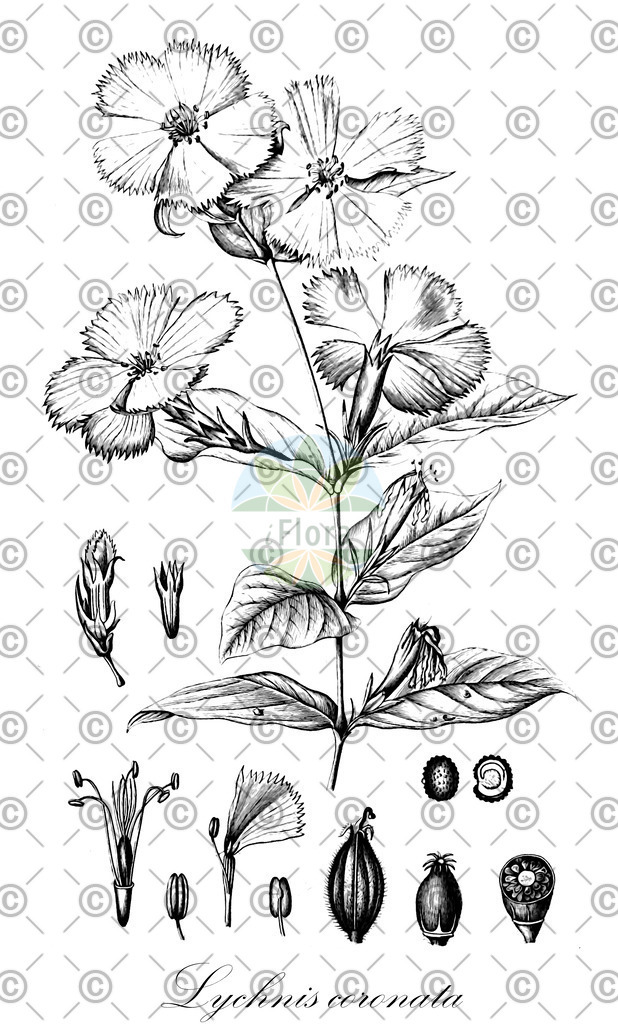 HistAbb_wfo-0000095041_1_ENZY_Simple | Historische Abbildung von Lychnis coronata - Caryophyllaceae | Historical Illustration of Lychnis coronata - Caryophyllaceae