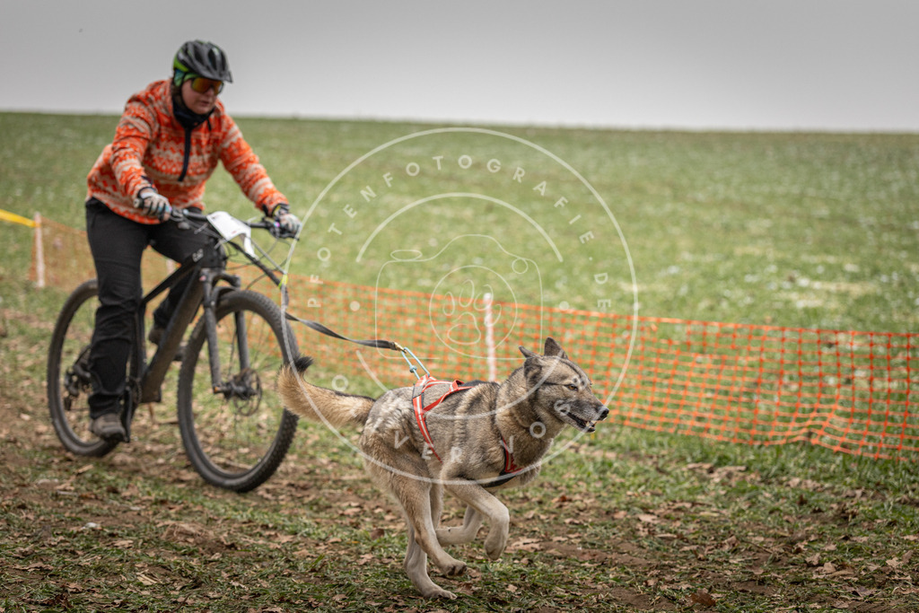 Pfotenfotografie_DV3A3229 | Hundefotografie, Tierfotograf, Pfotenfotografie, Fotoshooting Hund, Hunde Portrait, Hundesport, Hundeportraits, Heideshooting, Hunde, Sportfotograf, Hundefotograf, Turnierhundsport, THS,  - Realisiert mit Pictrs.com