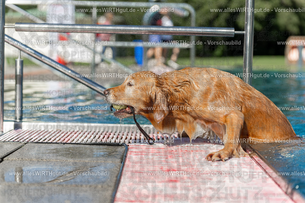 Hundeschwimmen_Volksbad_2026-allesWIRTHgut_Tierfotografie-2609061101-101111-7R509329 | Professionelle Tierfotografie in Mönchengladbach von Daniel Wirth (allesWIRTHgut). Liebevolle & natürliche Bilder von Hunden & Katzen für unvergessliche Erinnerungen.