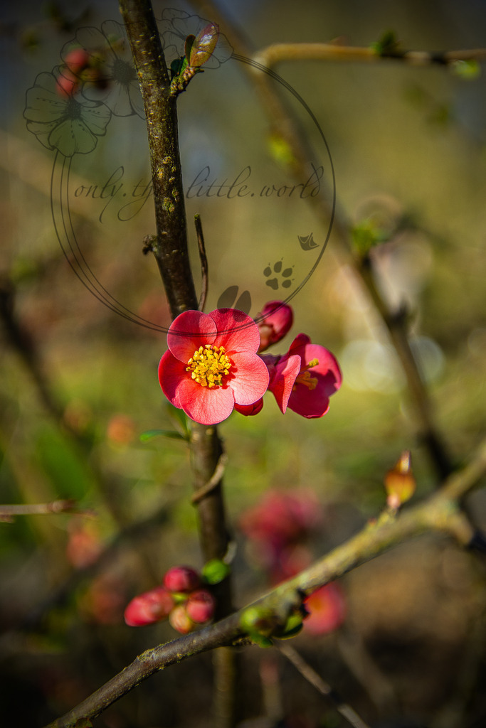 Japanische Zierquitte | lat: Chaenomeles japonica - Realisiert mit Pictrs.com