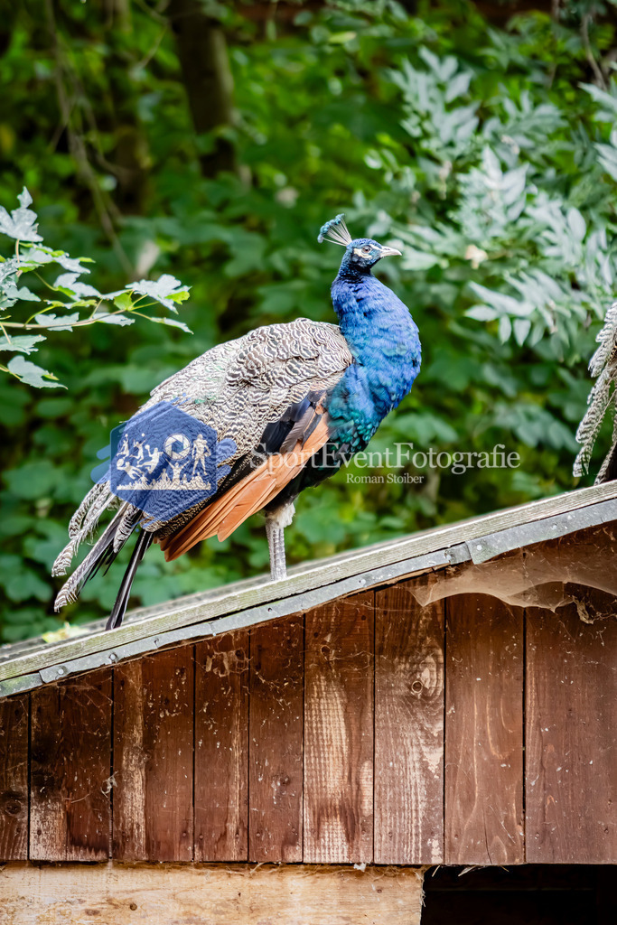 IMG_3001 | SportEventFotografie - Roman Stoiber