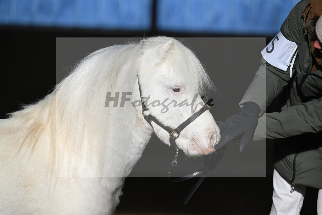 Kat-Nr. 15 Bayerns Flip v. Halstock Firefox_ZG Stumhofer Ostermeier_49250661 | hf-fotografie - Realisiert mit Pictrs.com