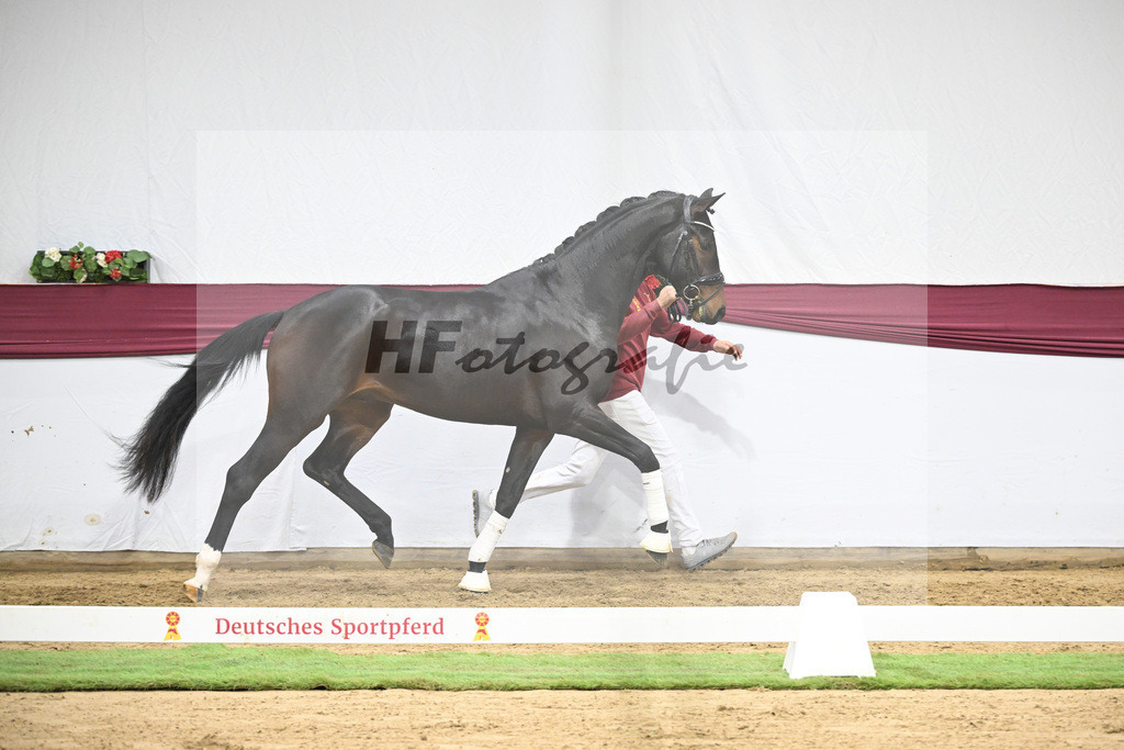 Kat-Nr. 128 Vitalis x De Kooning_Stall Buchenhof_47254263 | hf-fotografie - Realisiert mit Pictrs.com