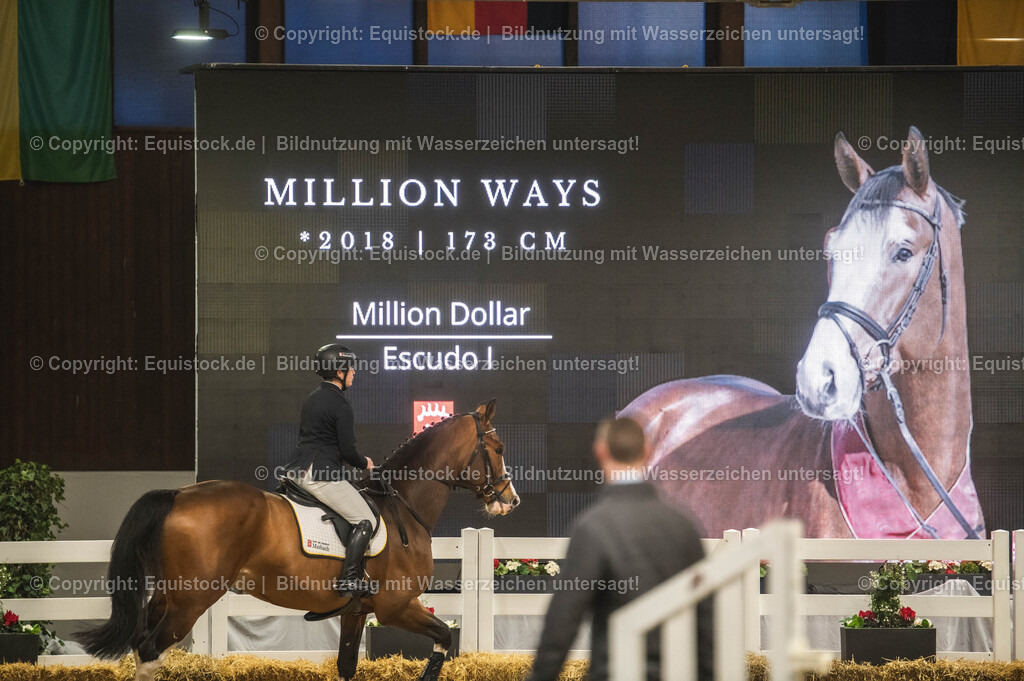 20240302_Hengstvorstellung_Marbach_TOMsPiC_0482 | equistock