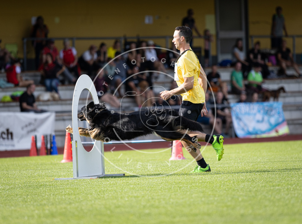 Pfotenfotografie_DV3A2053 | Hundefotografie, Tierfotograf, Pfotenfotografie, Fotoshooting Hund, Hunde Portrait, Hundesport, Hundeportraits, Heideshooting, Hunde, Sportfotograf, Hundefotograf, Turnierhundsport, THS,  - Realisiert mit Pictrs.com
