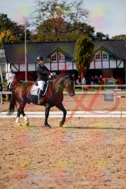 2026_10_03_Siefer-Hof_131746_Z63_79970253 | Professionelle Reitsport-, Turnier- und Eventfotografie von Robert Broda. Galerien mit ausgewählten und bearbeiteten Bildern direkt online ansehen und bestellen.