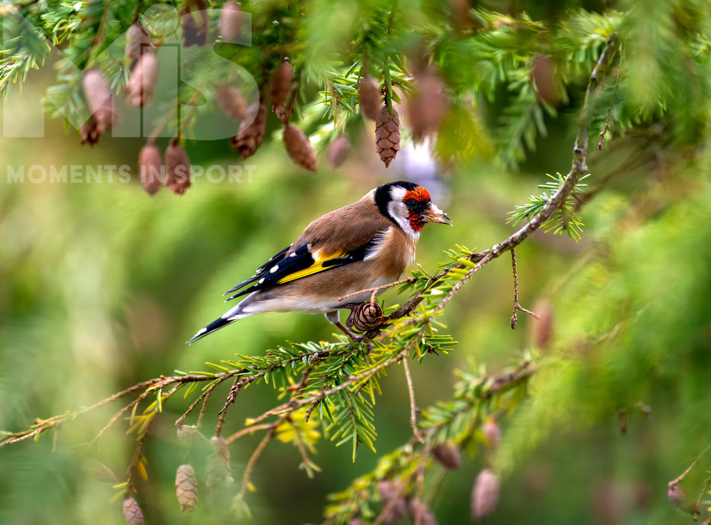 MIS_170320cm035.JPG | 07.11.2022,  Bad Wörishofen (Unterallgäu) Ein Distelfink (Carduelis carduelis) bei der Futtersuche. In den kleinen Zapfen findet er proteinreiche Samen. - Realisiert mit Pictrs.com