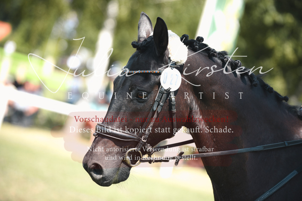 DSC_6640 | Pferde- und Turnierfotografie in Westsachsen. Pferdeportraits, Auftragszeichnungen und intuitive Kunst.