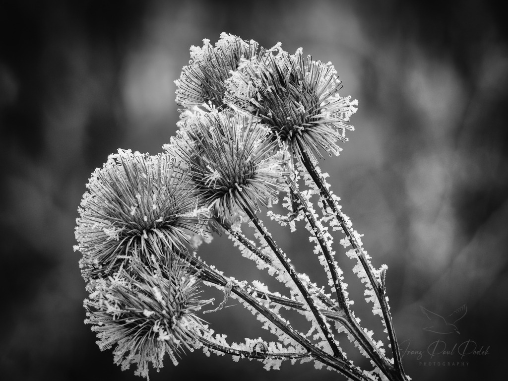 2024-12-31_14_44_06_2025-01-01_12-05-32-Bearbeitet | Franz Podek