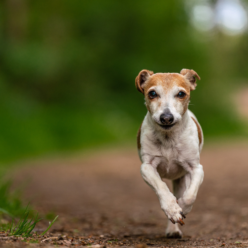 allesWIRTHgut Tierfotografie - 20210515-_AWG5727 | Professionelle Tierfotografie in Mönchengladbach von Daniel Wirth (allesWIRTHgut). Liebevolle & natürliche Bilder von Hunden & Katzen für unvergessliche Erinnerungen.