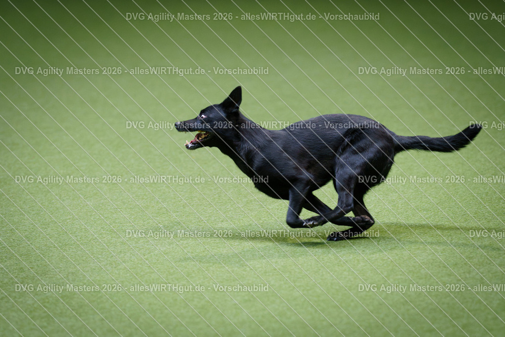 allesWIRTHgut_Tierfotografie-DVG_Agility_Masters_2026-11_41-7R506791 | Professionelle Tierfotografie in Mönchengladbach von Daniel Wirth (allesWIRTHgut). Liebevolle & natürliche Bilder von Hunden & Katzen für unvergessliche Erinnerungen.