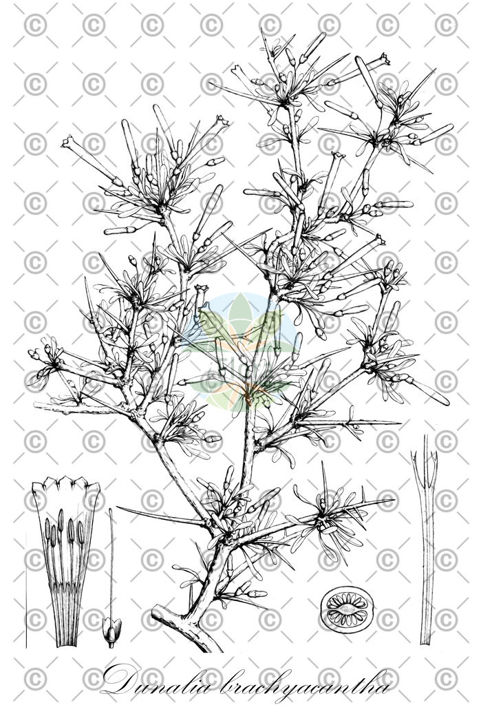 HistAbb_wfo-0000198087_1_ENZY_Simple | Historische Abbildung von Dunalia brachyacantha - Solanaceae | Historical Illustration of Dunalia brachyacantha - Solanaceae
