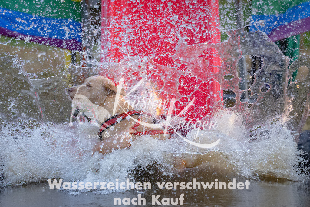 1915_ZZ92399 | kk-dogfotos